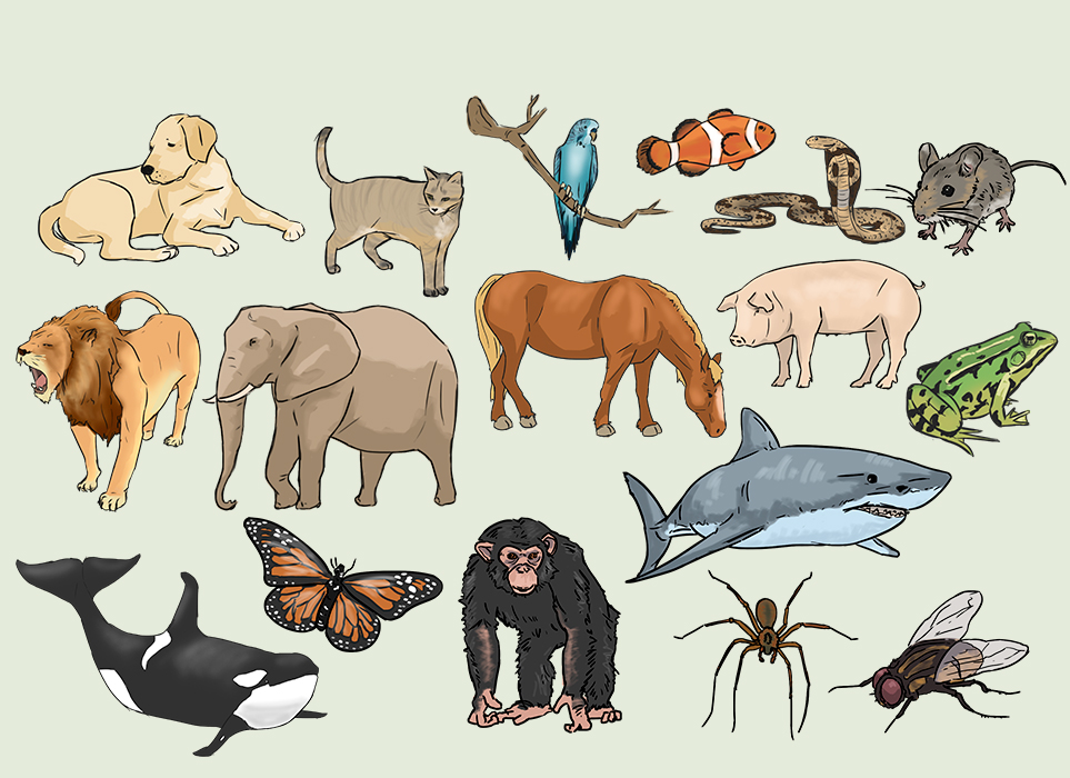animal vocabulary