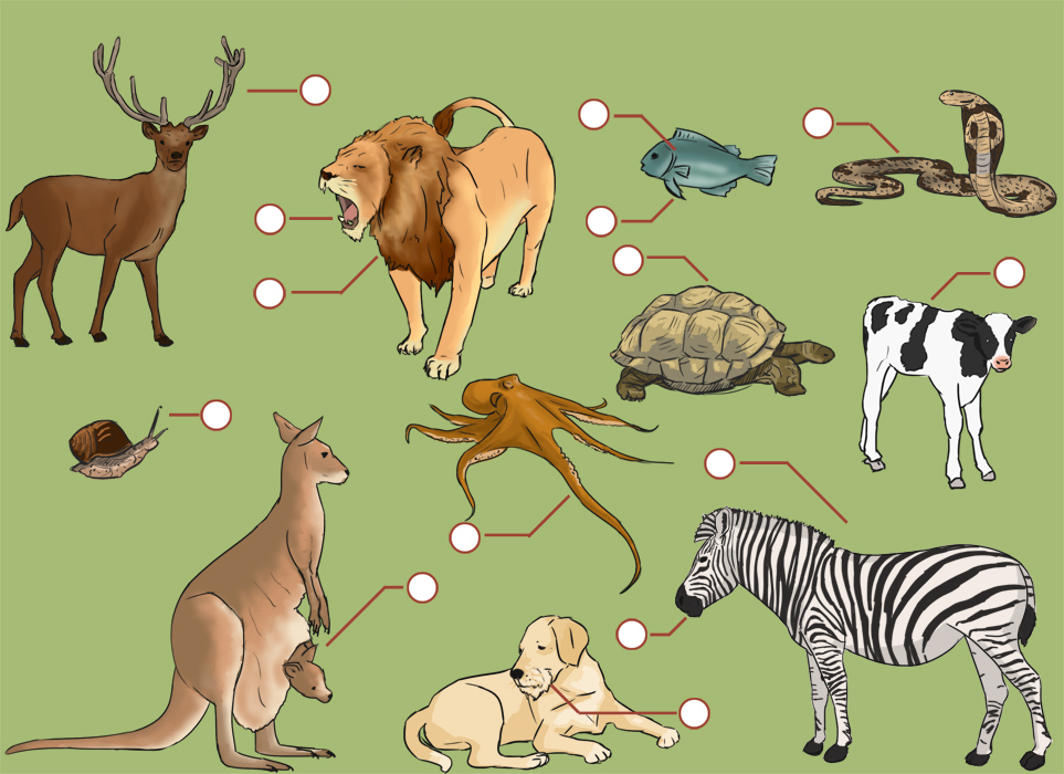 animal parts vocabulary