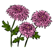chrysanthemun
