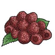 rashberries