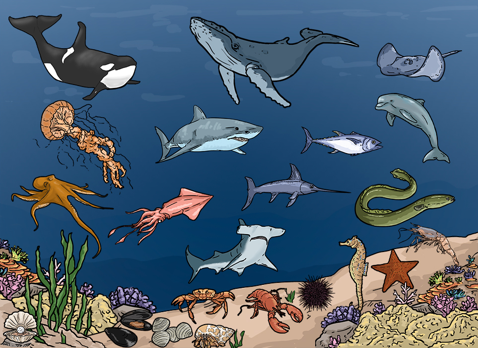 aquatic animales vocabulary