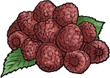 rashberries
